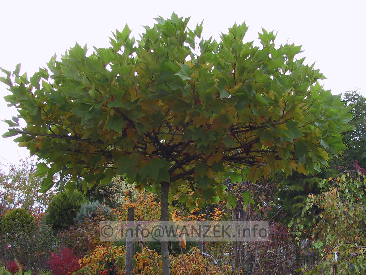 Platanus hispanica Alphen's Globe - dachfoermig2.JPG